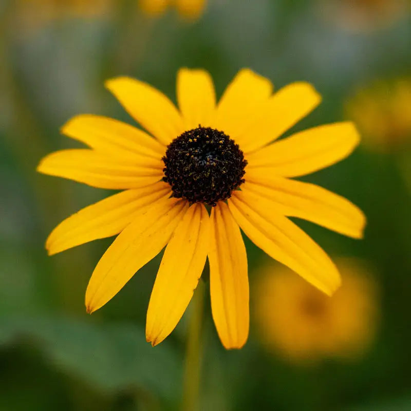 Client's reference photo of a black eyed susan for custom single stem glass flower