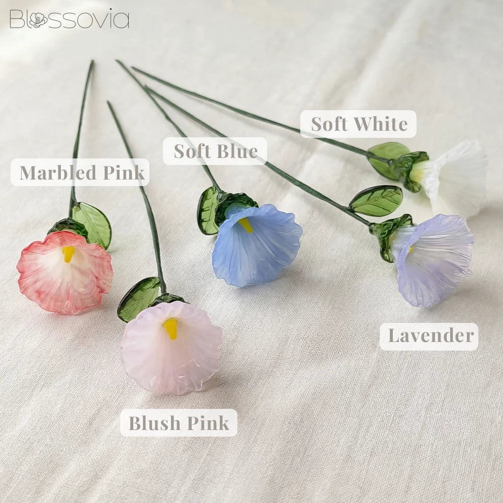 September Birth Flower – Morning Glory