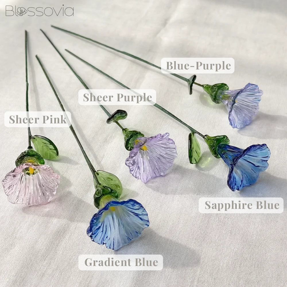 September Birth Flower – Morning Glory