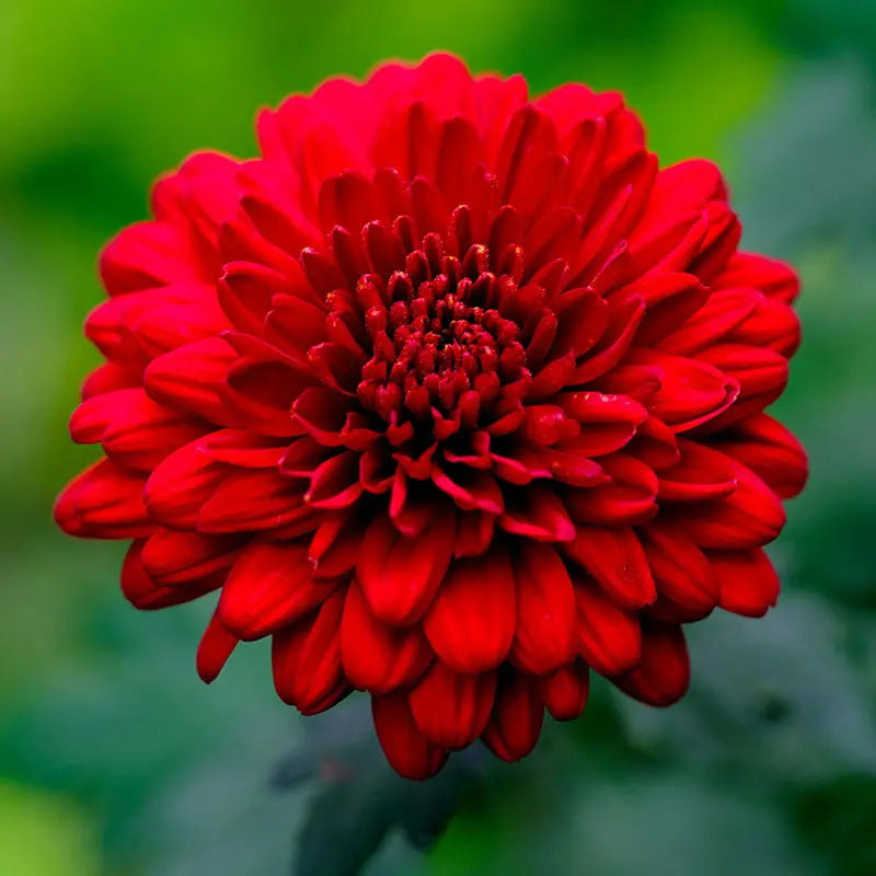 Client's reference photo of a red dahlia for custom glass flower creation
